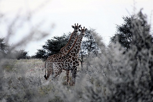 Namibie778