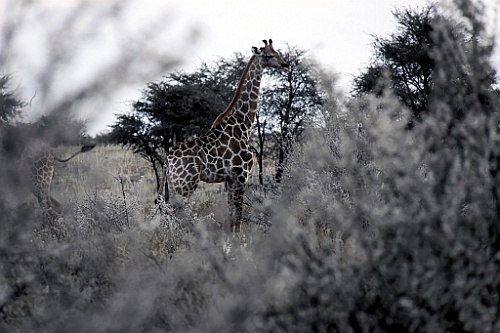Namibie779