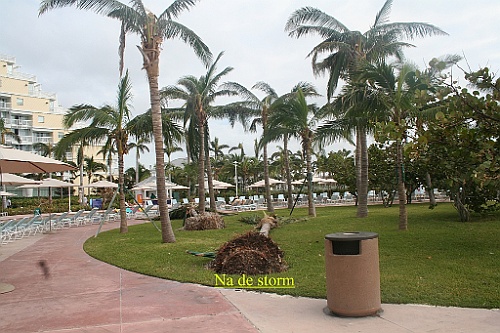 cruise217