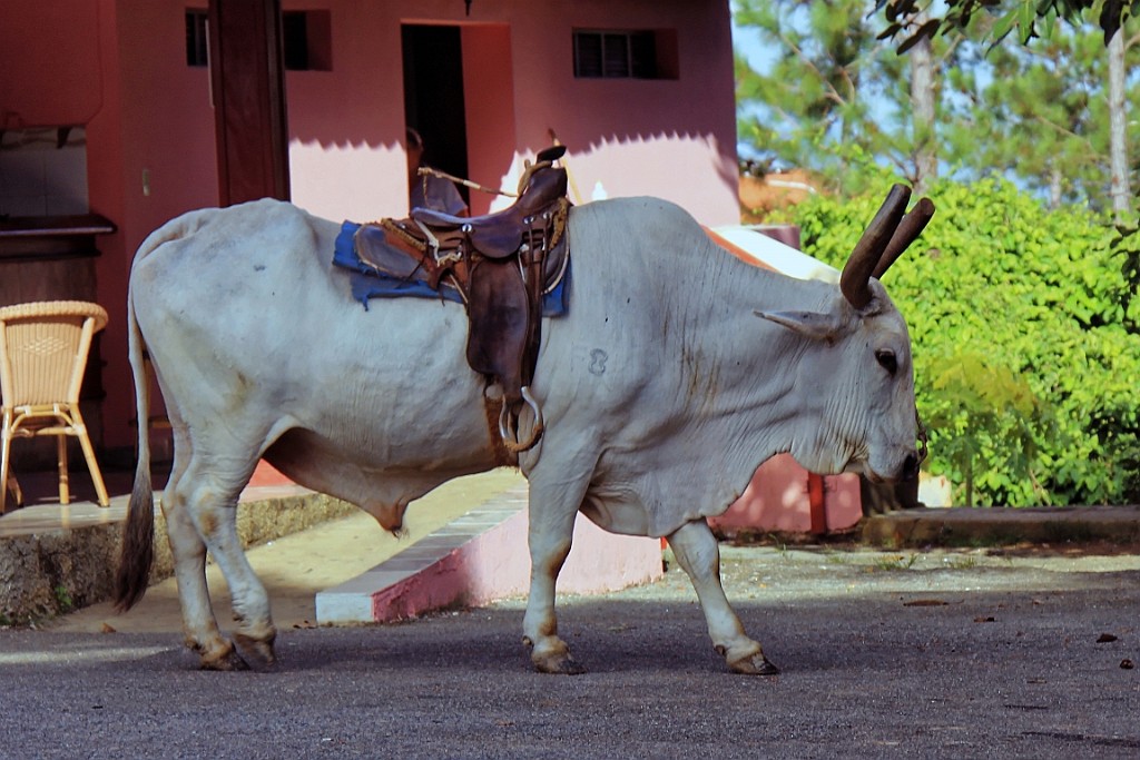Cuba0287.jpg