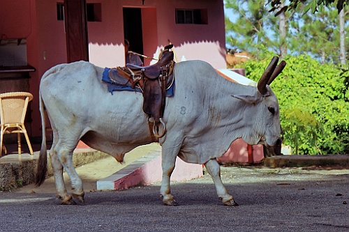 Cuba0287