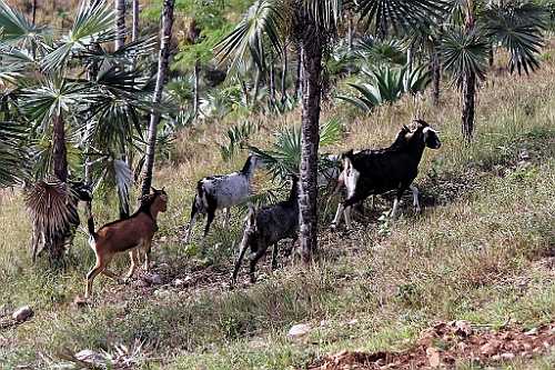 Cuba0502