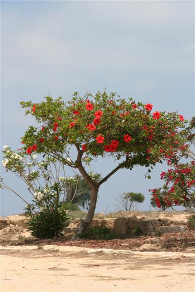 cyprus084.jpg - Prachtige natuur, overal waar je kijkt