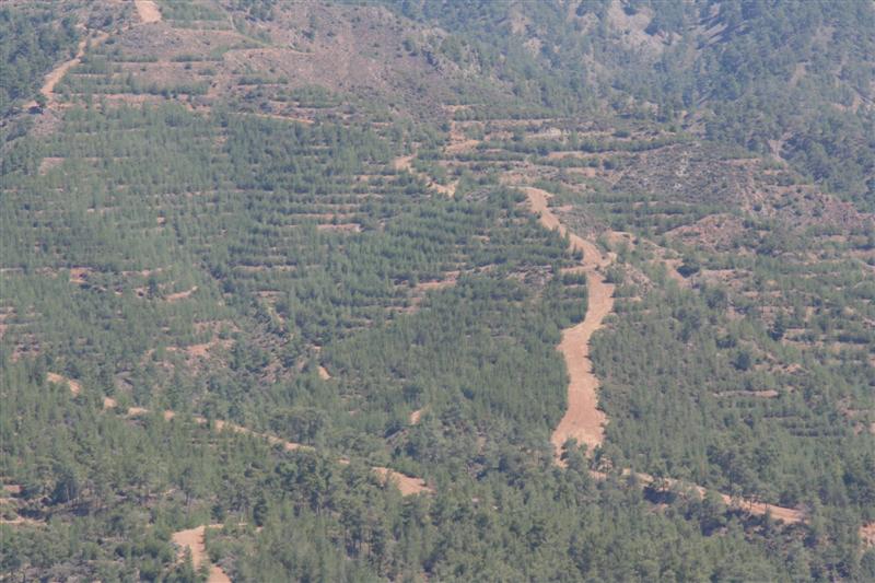 cyprus098.jpg - Overal zie je massa's wijnranken