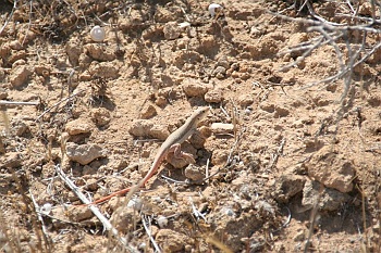 cyprus040