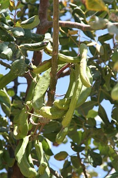 cyprus148
