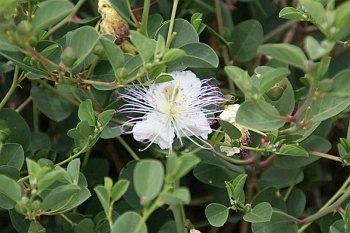 cyprus170