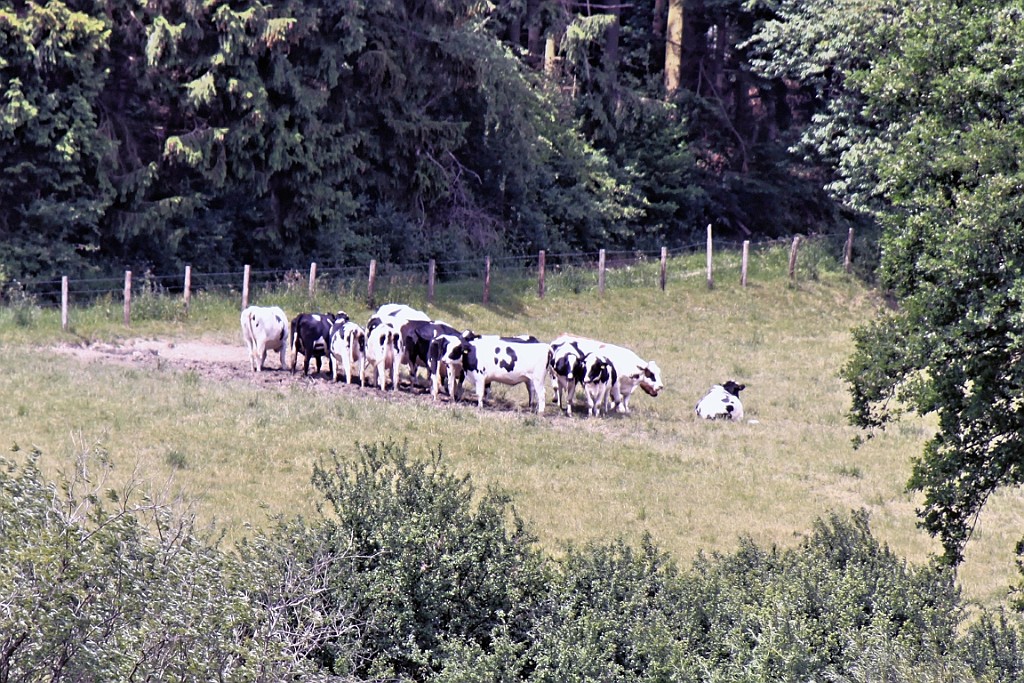 Heim150.jpg