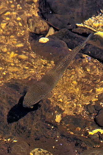 Heim044