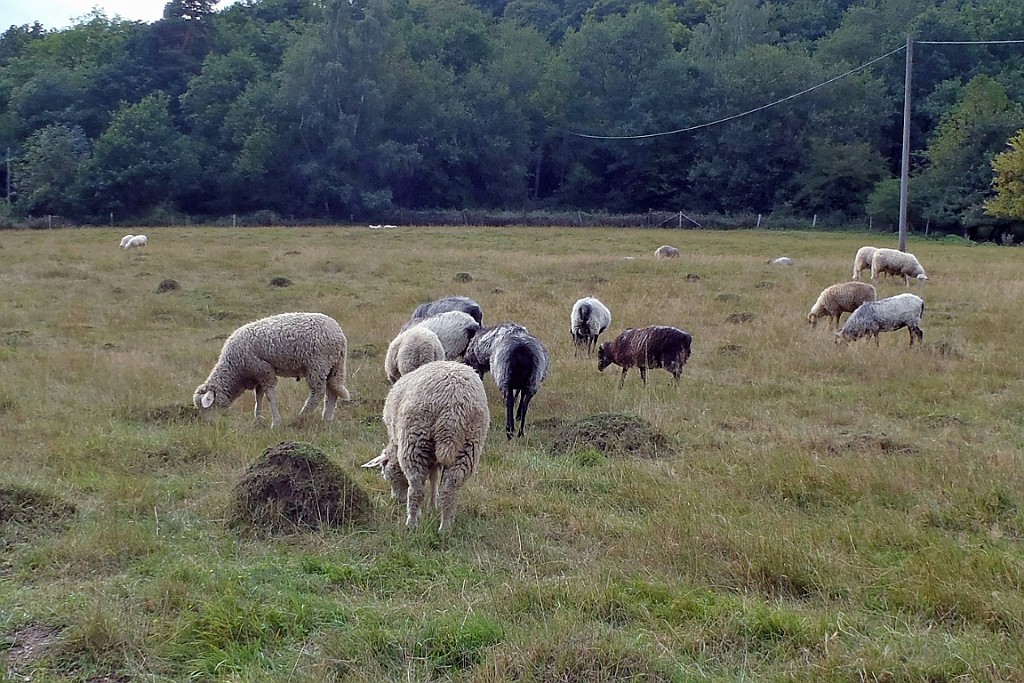 Heim049.jpg