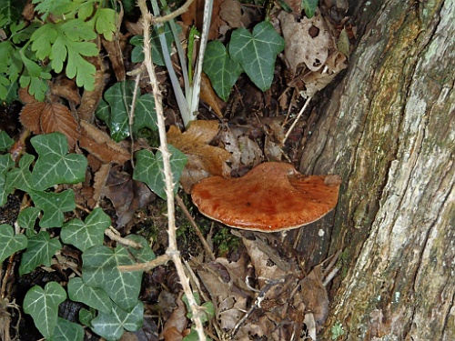 Heim045