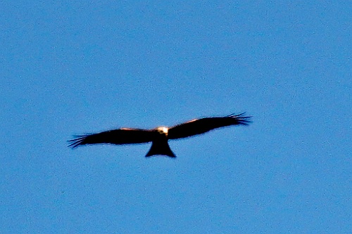 Heim113