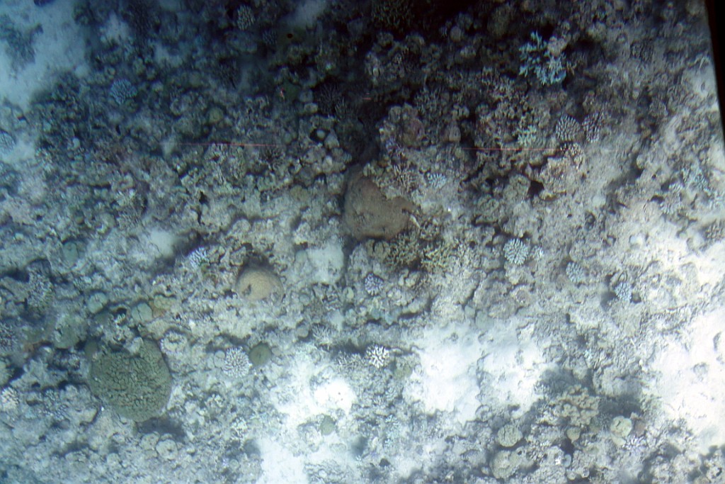 jor0433.jpg