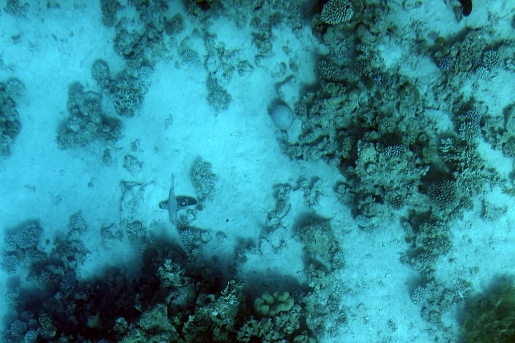 jor0434.jpg