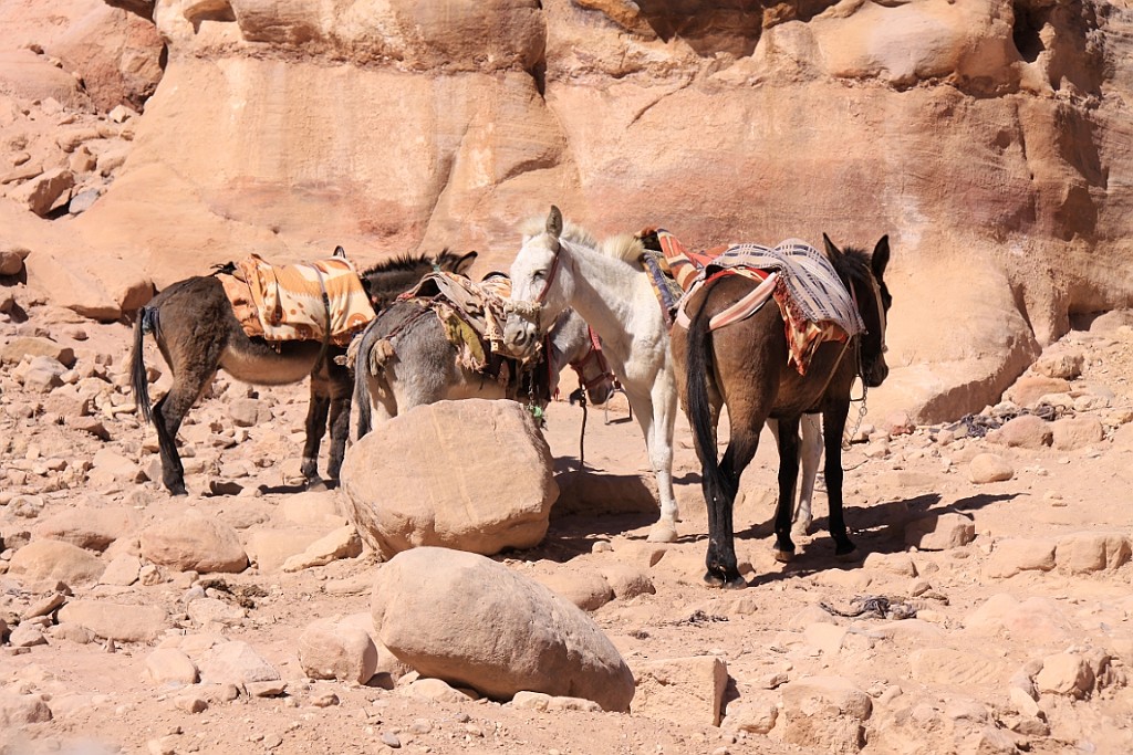 jor0835.jpg
