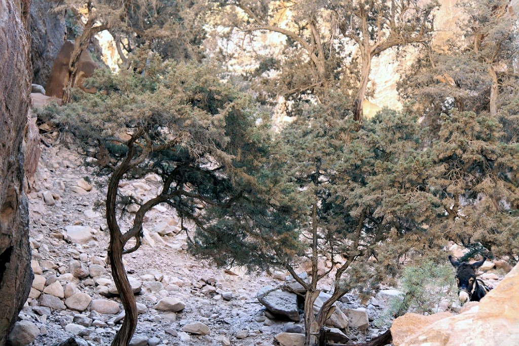 jor0898.jpg