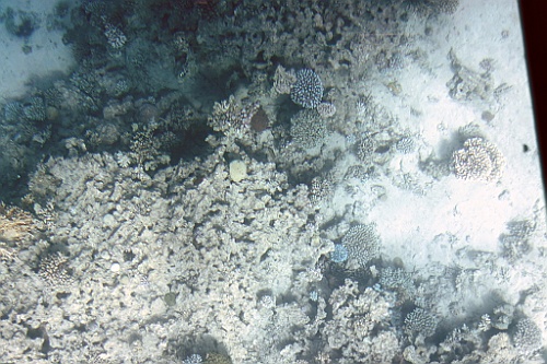jor0431
