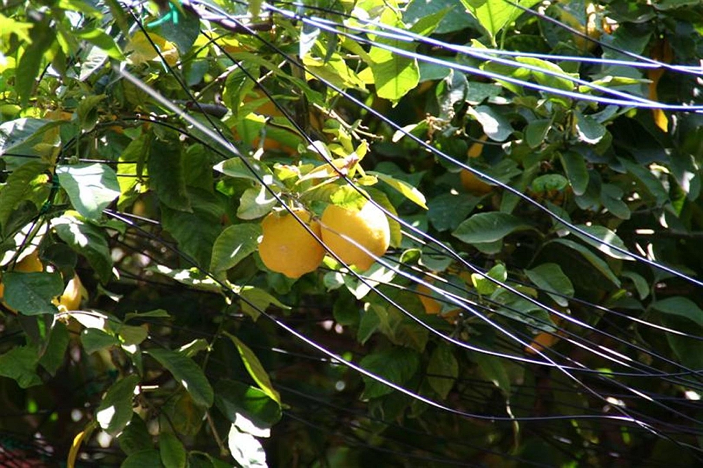 kreta81.jpg - De citrusvruchten groeien zomaar boven je hoofd
