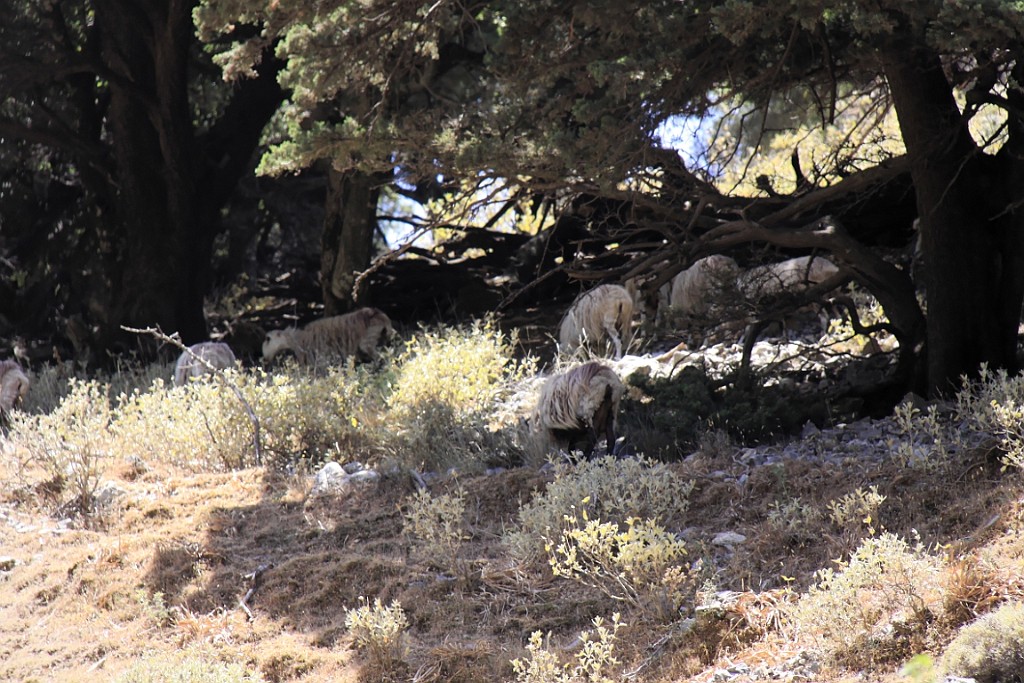 Kreta054.jpg