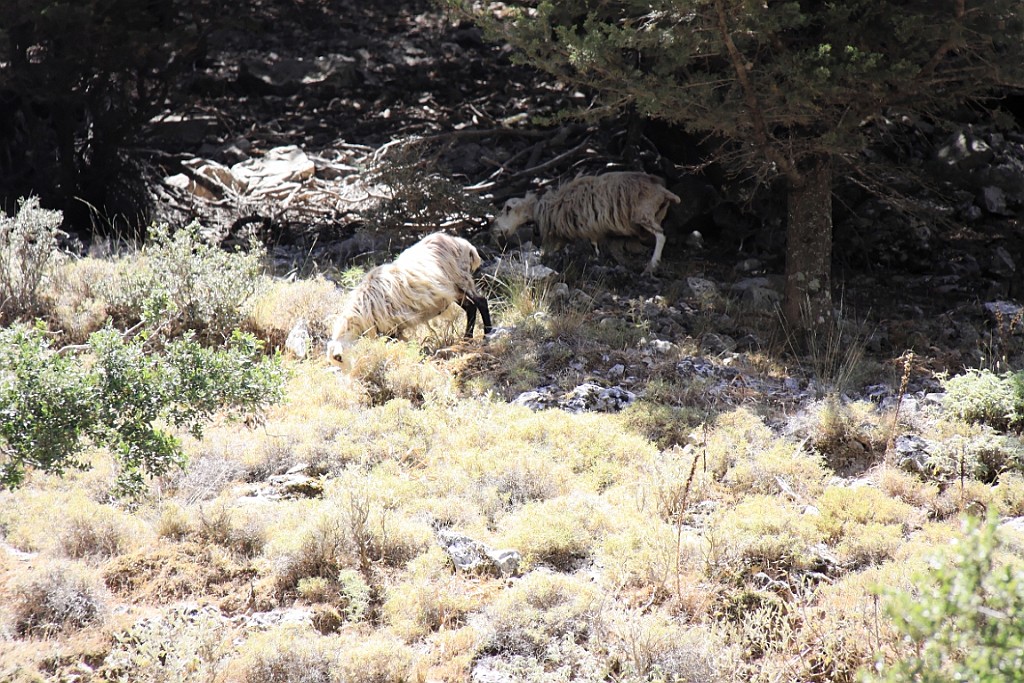 Kreta056.jpg