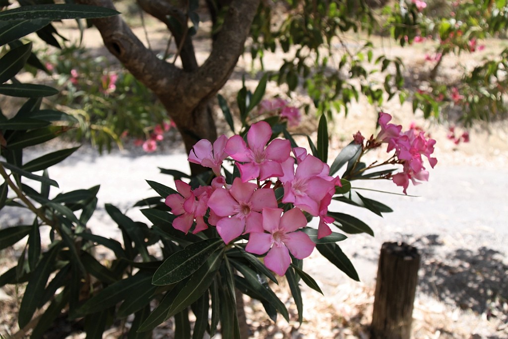 Kreta260.jpg
