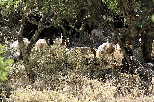 Kreta051