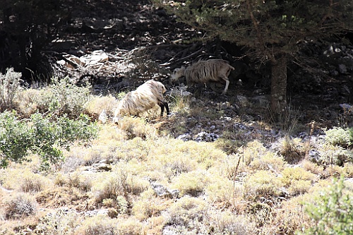 Kreta056