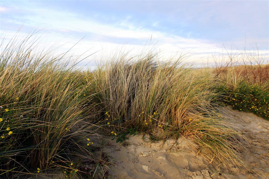 Nieuwpoort012.jpg