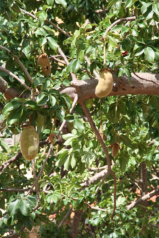 Senegal045.JPG