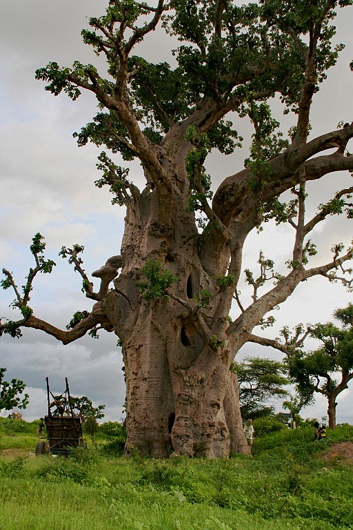 Senegal107.JPG - Een Kapok-boom