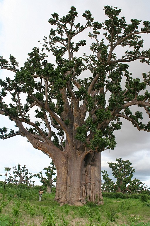 Senegal109.JPG