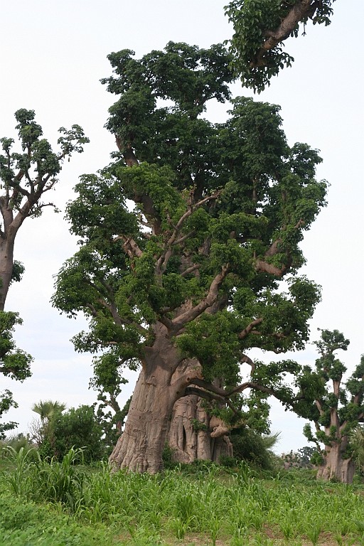 Senegal110.JPG
