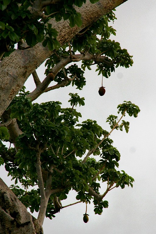 Senegal111.JPG