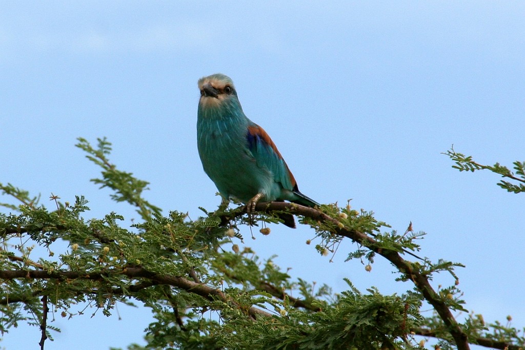 Senegal168.jpg - Een 'blauwe vogel'