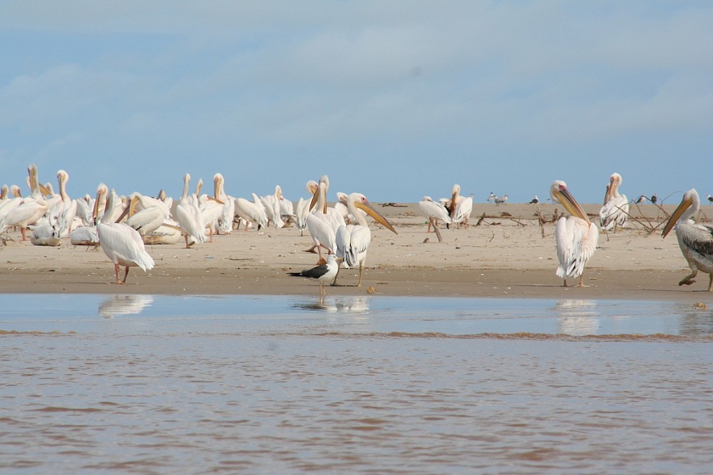 Senegal203.JPG