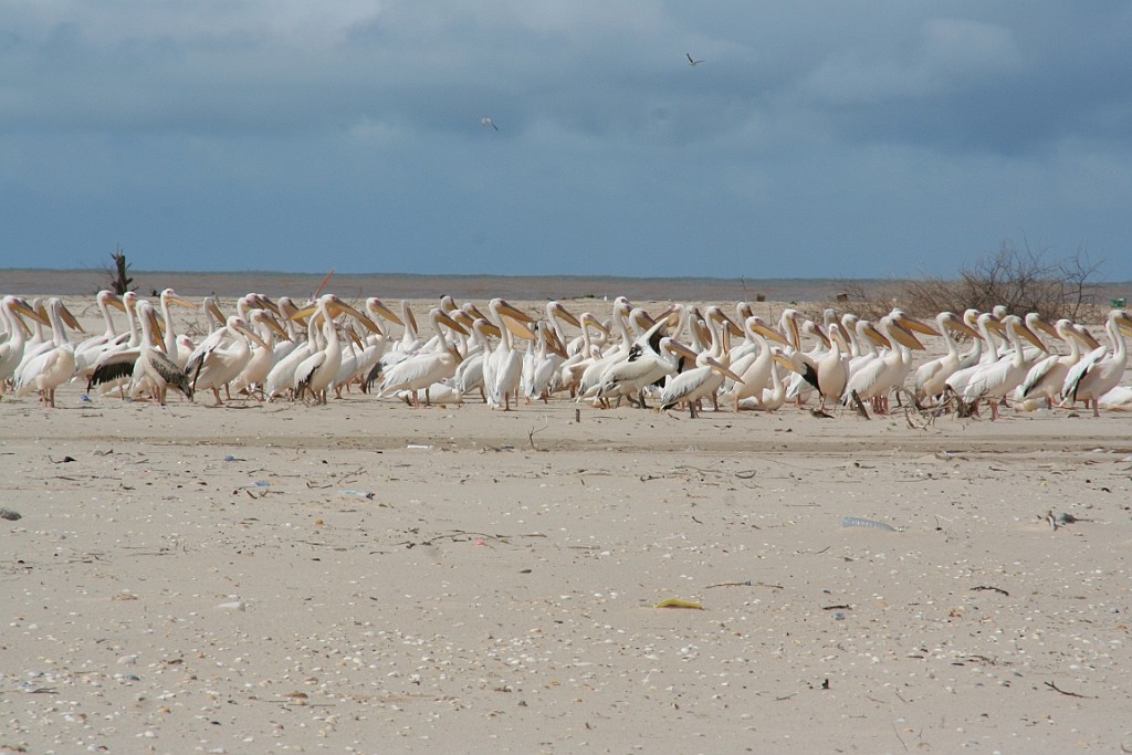 Senegal205.JPG