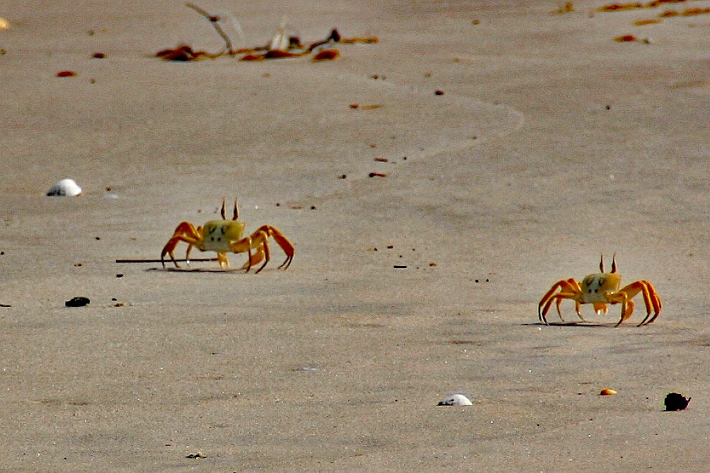 Senegal207.JPG - Ook aan krabben geen gebrek