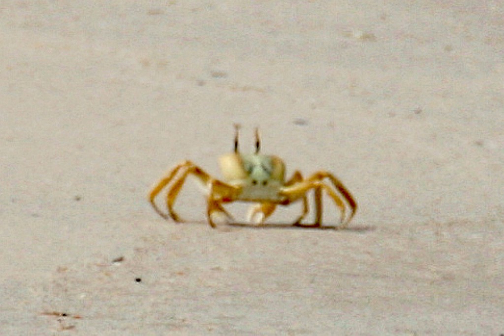 Senegal208.JPG