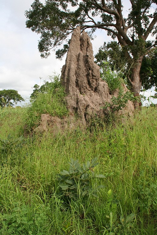 Senegal238.JPG - Eén van de vele termietenheuvels