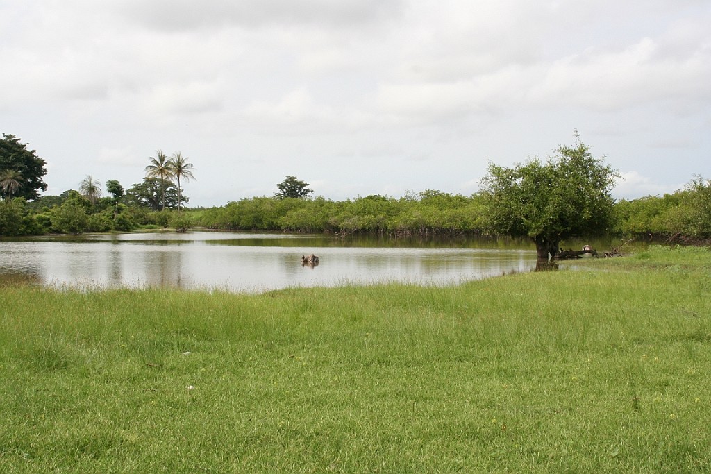 Senegal242.JPG - Prachtige natuur
