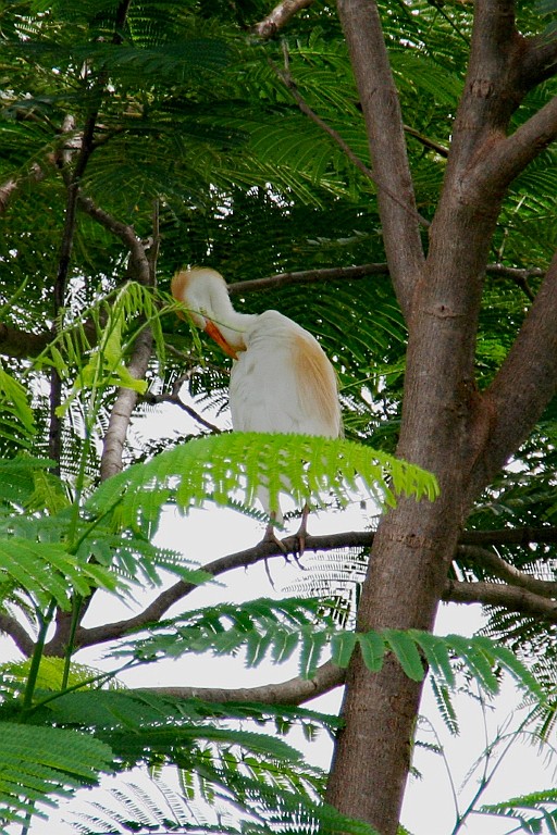 Senegal254.JPG