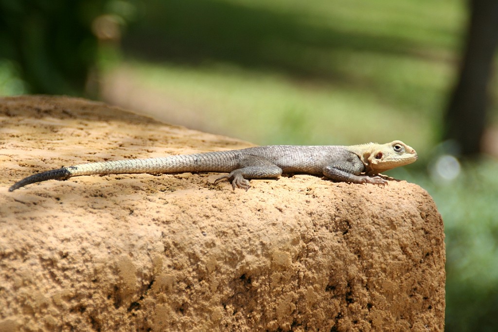 Senegal324.JPG - Kleintjes ...