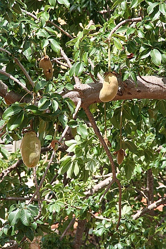 Senegal045