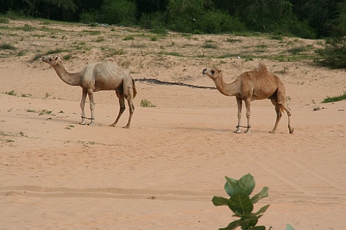Senegal102