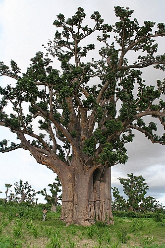 Senegal109