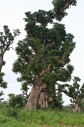 Senegal110