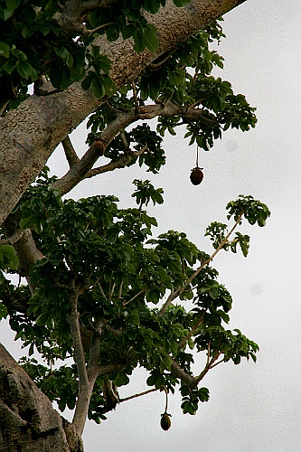 Senegal111