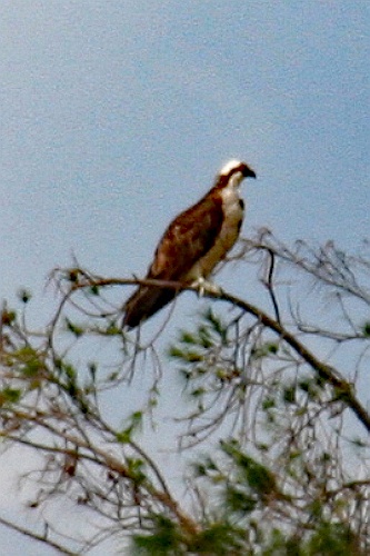 Senegal199