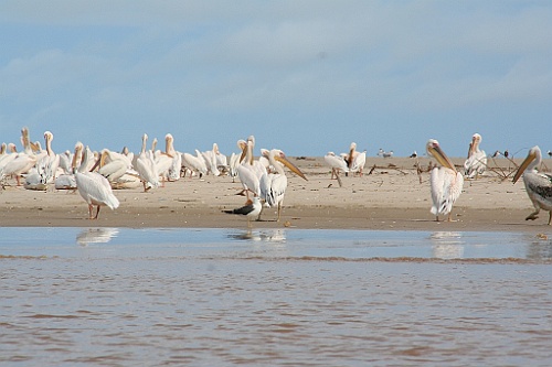 Senegal203