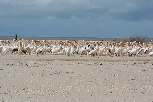 Senegal205